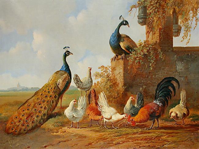 unknow artist Albertus Verhoesen: Peacocks and chickens China oil painting art